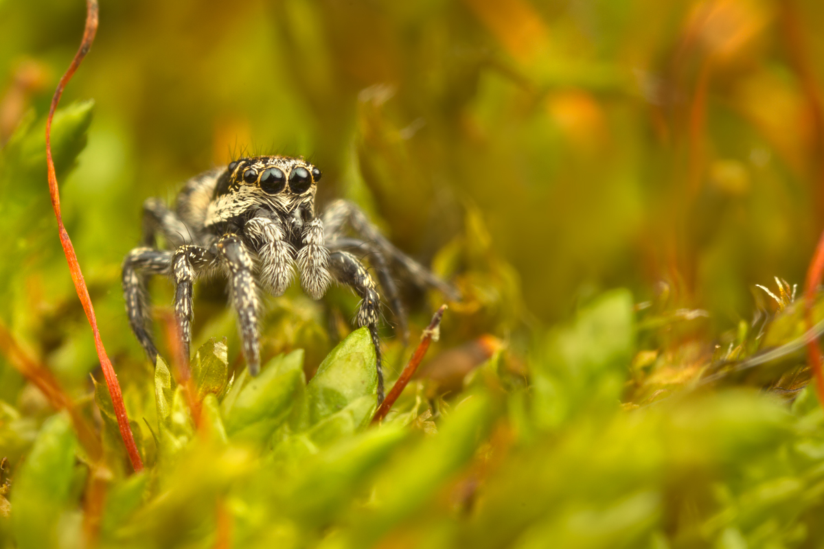 Zebra Spider 3